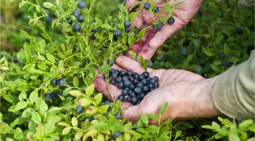 Врач назвала самые полезные летние ягоды. Диетолог перечислила самые полезные для здоровья ягоды 02