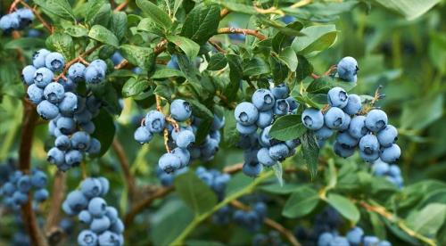 Врач назвала самые полезные летние ягоды. Диетолог перечислила самые полезные для здоровья ягоды 01