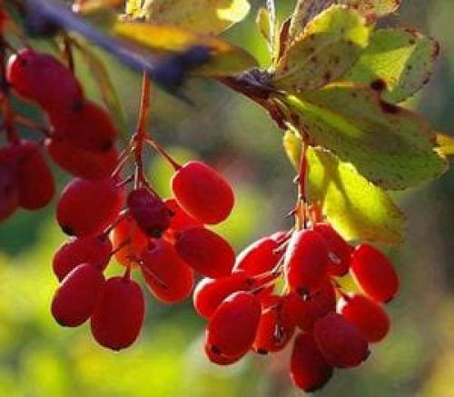 Какие ягоды. Различные виды ягод с фотографиями, краткое описание разновидностей