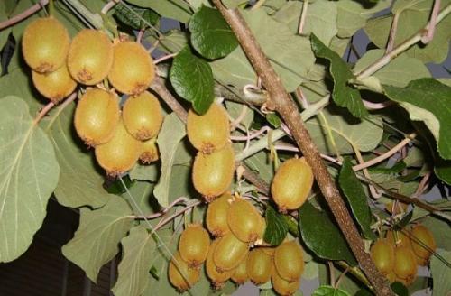 Слива это фрукт или ягода. Слива – это ягода или фрукт: вся правда о сочных плодах 02