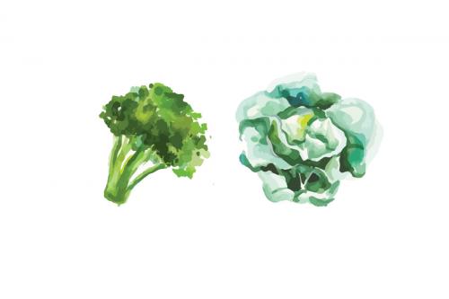 Самый полезный овощ. Какие овощи нужно есть каждый день?