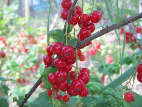 Смузи из замороженных ягод — витаминный фейерверк зимой