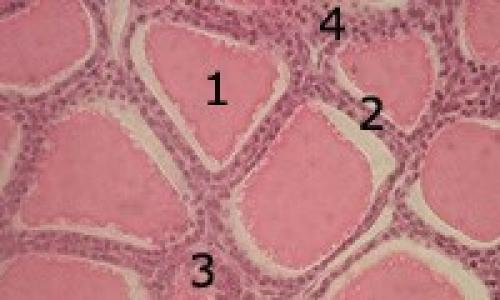 Внешнее строение щитовидной железы. Строение и функция щитовидной железы