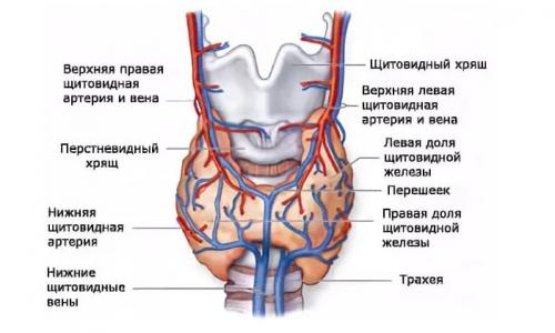 Функции щитовидной железы. Строение и функция щитовидной железы