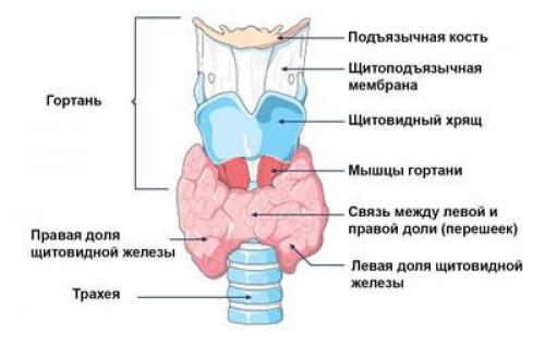 Объем щитовидной железы в зависимости от возраста. Нормальный размер щитовидки на УЗИ