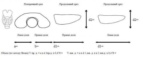 Расшифровка УЗИ щитовидной железы. Расшифровка нормальных данных по щитовидной железе на УЗИ 07