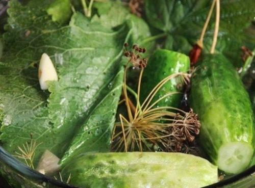 Копилка лучших рецептов засолок? 01