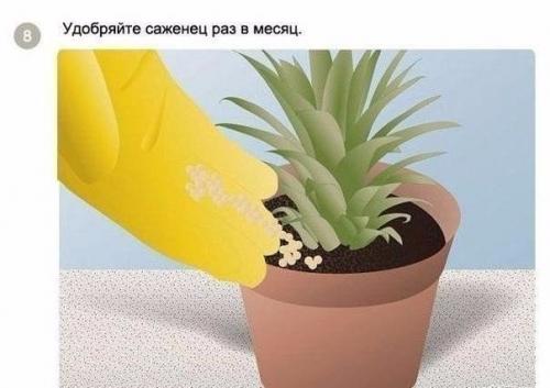 Как вырастить ананас в домашних условиях? 07
