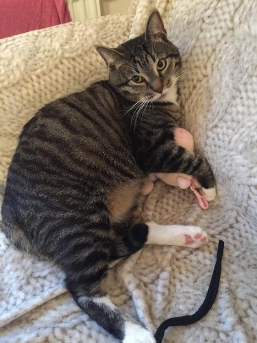 - Ну чeго ты там приготовил свои куpиные рулетики? 08