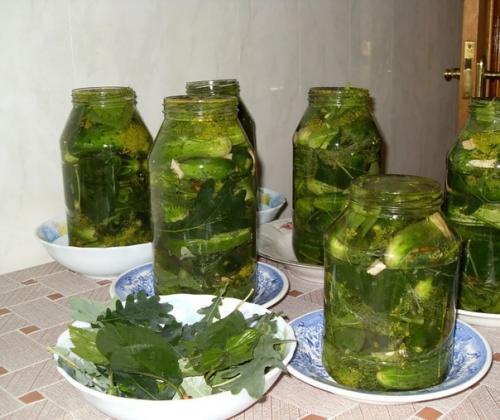 Соленые огурцы с листьями дуба.
