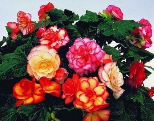 Янтарная кислота - волшебный стимулятор роста.