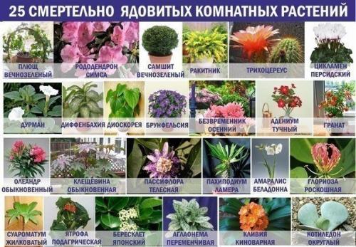 Совет дня. 25 смертельно ядовитых комнатных растений! Совет дня. 25 смертельно ядовитых комнатных растений!