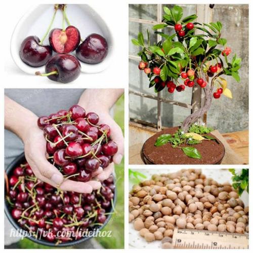 Приобрели с мужем вот такие деревца, сначала лимон, сомневались конечно что что-то вырастет. 01