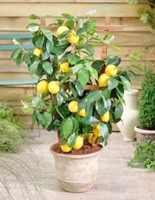 Заказали с мужем вот такие деревца, сначала лимон, сомневались конечно что что-то вырастет.