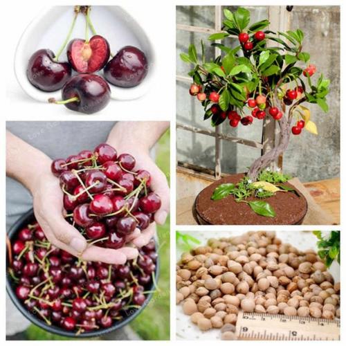 Заказали с мужем вот такие деревца, сначала лимон, сомневались конечно что что-то вырастет. 01