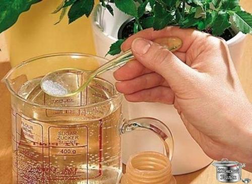 10 натуральных удобрений для домашних цветов?