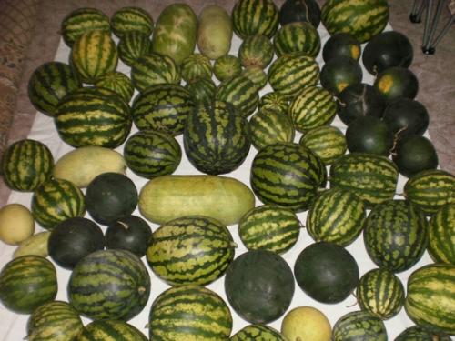 250 кг арбузов за 1 один сезон с 1-й сотки!