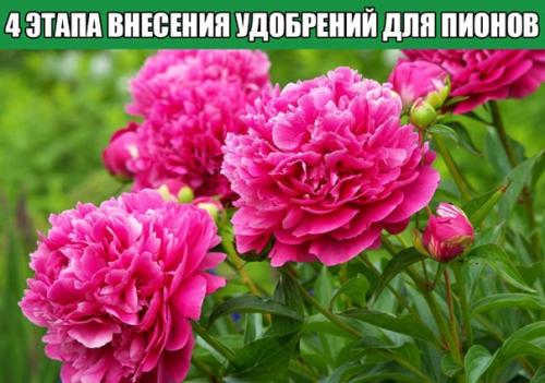 4 этапа внесения удобрений для пионов.