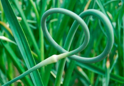 Чесночные стрелки впрок. 02