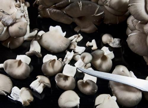 Экспресс - маринование свежих вёшенок. 01