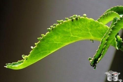 Каланхоэ - домашний лекарь и косметолог?