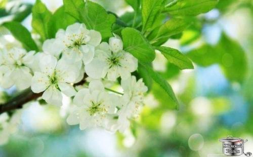 Как с помощью трав улучшить собственную жизнь?