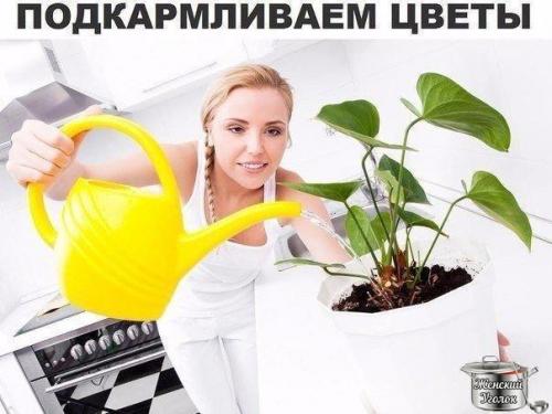 Секрет роскошного комнатного цветника прост: растения нужно хорошо подкармливать, иначе не дождаться ни пышной листвы, ни хорошего цветения.  