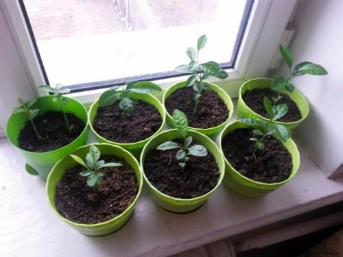 Очень простые рыбные оладьи. на 100 грамм - 99.  12 ккал Б/Ж/У - 11. 78/4/4. 01