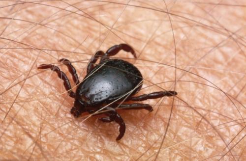 Клещи вам больше не будут мешать.