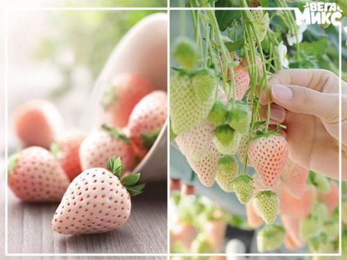 Пайнберри.  На вид - белая клубника, а на вкус, как ананас! 
