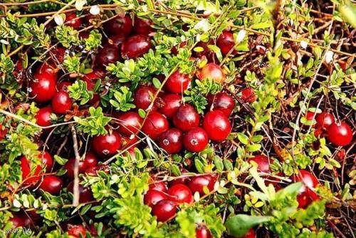 Совет дня.   Мы чистим кровь самыми безопасными способами. 05