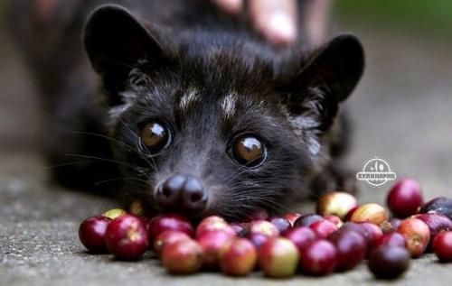 Аналог элитного кофе Lopi Luwak будут производить в Подмосковье при помощи свиней.