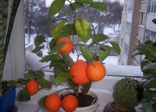 Как вырастить мандарин из косточки? 02