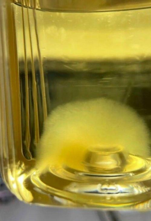 Жители Китая начали заводить чайную плесень в качестве домашних питомцев. 01