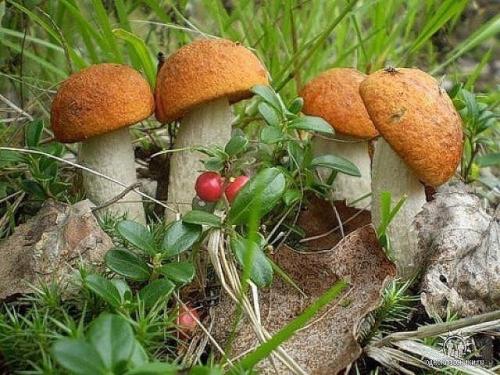 1. засолка грибов - холодный способ. 03