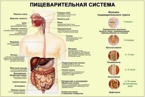 5 главных правил для улучшения пищеварения.