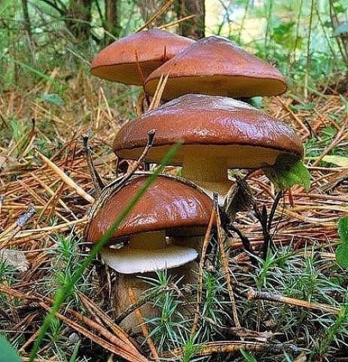 1. засолка грибов - холодный способ. 04