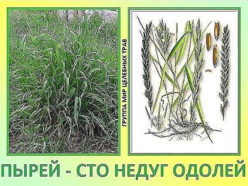 Старинные рецепты для женского здоровья. 02