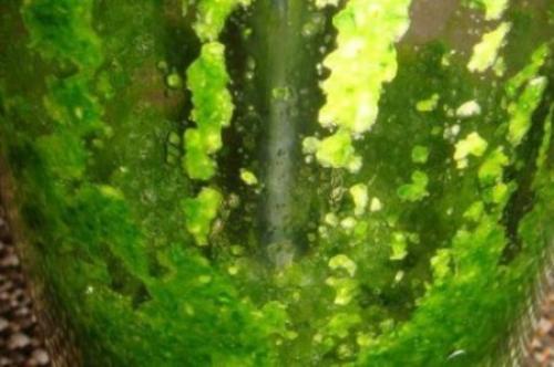 Зеленая аджика.  Ингредиенты. 03