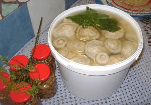 Соленые грузди без специй.